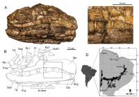  Brazilichthys macrognathus, encontrado em afloramento da Formação Pedra de Fogo, localizado em Pastos Bons, MA A, fotografia em perfil esquerdo e B, desenho interpretativo. C, zoom da maxila mostrando cristas ornamentais finas e capas de acrodina nos dentes. D, localidades de ocorrência dentro da Formação Pedra de Fogo (em preto) da Bacia do Parnaíba (cinza), com base em Santos e Carvalho (2009).