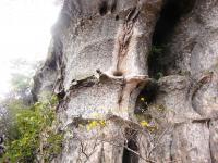 Arenito da Formação Alto Garças, onde é possível observar a alternância de camadas de arenitos maciços, arenitos com laminação planoparalela e arenitos com Skolithos linearis. Fonte: Geoparques do Brasil (2012)