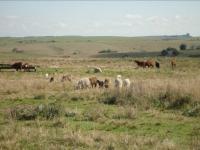 Paisagem tipicamente pampeana são coxilhas cobertas por campos naturais e os afloramentos rochosos de arenitos e conglomerados.