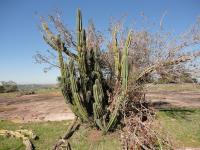 Típica vegetação cactácea que ocorrem junto aos lajeados de rocha areníticas. Fotografia: Carlos Peixoto, 2014.