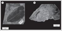 Figura 5 - (a) Exemplar de Oxandra emygdiana, Família Annonaceae, procedente da Formação Fonseca (UFRJ-DG 272 Pb). Foto de Alex Wey; (b) Exemplar de Caesalpinia echinataformis, Família Leguminosae, procedente da Formação Fonseca (UFRJ-DG 278Pb).