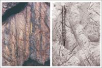 Figura 5 – a) Seção vertical de estromatólito rosa do tipo Conophyton, com material intercolunar cinza; b) afloramento de estromatólitos colunares com laminações convexas.