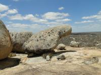 Matacão recoberto por líquens denominado de Pedra do Sapo devido à semelhança com o anfíbio. Note a proteção que o bloco faz ao redor, rebaixando o pavimento no entorno por erosão diferencial. Foto: Rogério Valença Ferreira