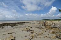 Afloramento de calcário da Formação Pirabas, como plataforma de abrasão, Praia do Rei Sabá, Ilha de Fortaleza, município de São João de Pirabas.  Fonte: Arquivo do Projeto Geodiversidade da Costa Nordeste do Pará (2019).